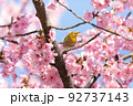 メジロと河津桜 92737143