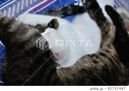 母親の母乳を飲んで腹いっぱいになりぐっすり眠る子猫の十兵衛 母親の母乳を飲んで腹いっぱいになりぐっすり眠る子猫の十兵衛 92737487