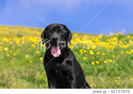 Portrait in full face of a young beautiful black labrador 92737970