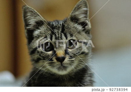 居候猫に成った子猫のフ-コちゃん 居候猫に成った子猫のフ-コちゃん 92738394