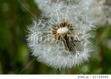 Common dandelion Taraxacum officinale faded flowers looks like snow ball, ripe cypselae fruits 92738999