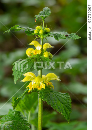 Yellow Archangel, Galeobdolon luteum or Lamium galeobdolon, detail of inflorescence Yellow Archangel, Galeobdolon luteum or Lamium galeobdolon, detail of inflorescence 92739007