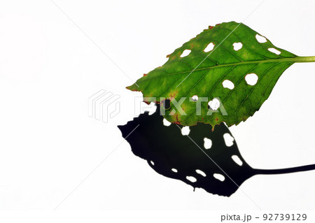 白バックに虫に喰われて穴あきの葉っぱ 92739129