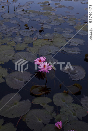 Pink Lotus Flower Or Water Lily Floating On The Water Pink Lotus Flower Or Water Lily Floating On The Water 92740473