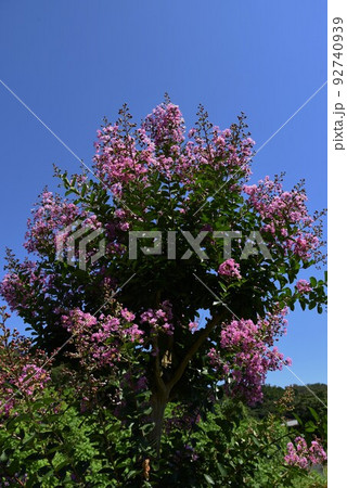 季節の花の背景素材 夏の花・サルスベリ 季節の花の背景素材 夏の花・サルスベリ 92740939