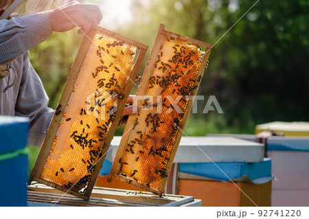 Beekeeper removing honeycomb from beehive. Person in beekeeper suit taking honey from hive. Farmer wearing bee suit working with honeycomb in apiary. Organic farming. Copy-space 92741220