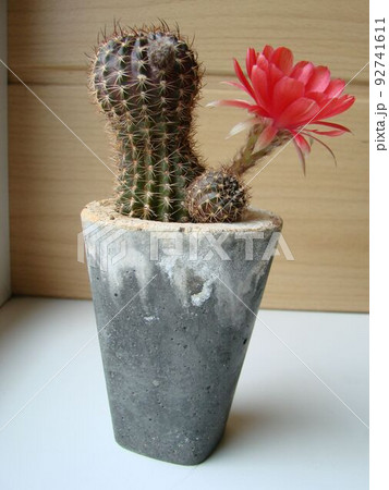 Large red bloom on hedgehog cactus in a pot at home. Two flowers at the same time, blooming thorny plant Large red bloom on hedgehog cactus in a pot at home. Two flowers at the same time, blooming thorny plant 92741611