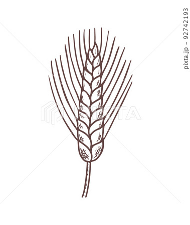 Vector doodle wheat isolated on white background. 92742193