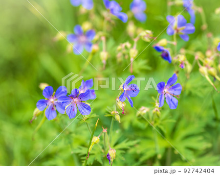 Floral summer background of flowers geranium pratense, meadow cranesbill, in the morning sunlight 92742404