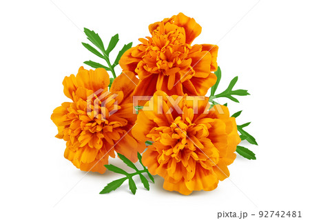fresh marigold or tagetes erecta flower isolated on white background with full depth of field. 92742481