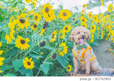 ひまわりと犬の写真素材 [92742905] - PIXTA