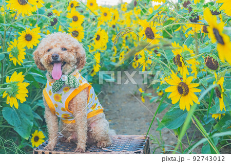 ひまわりと犬 92743012
