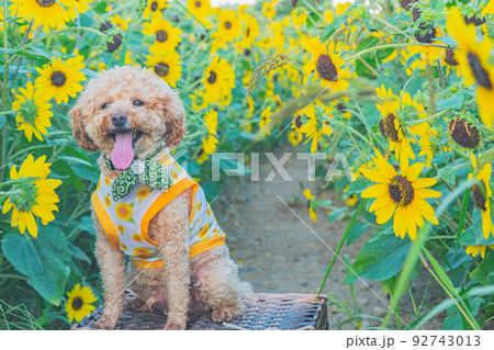 ひまわりと犬 92743013