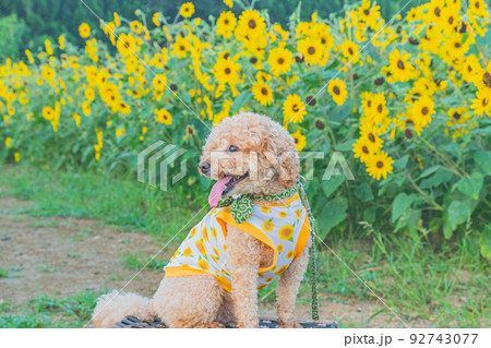 ひまわりと犬 ひまわりと犬 92743077