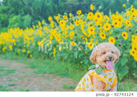 ひまわりと犬 ひまわりと犬 92743124