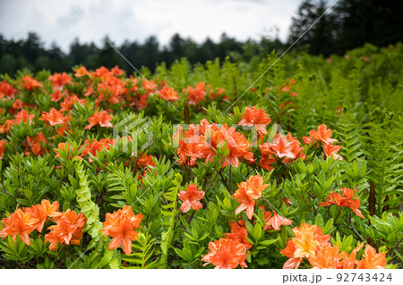 尾瀬大江湿原のレンゲツツジ 92743424