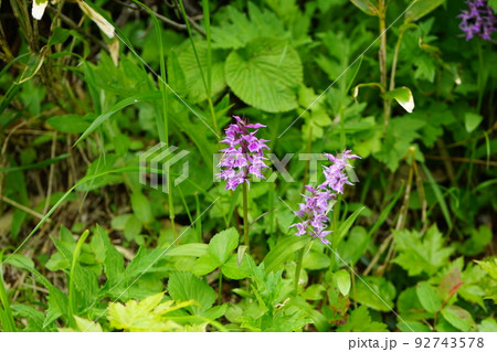 夏の八幡平はお花畑　ハクサンチドリ 92743578