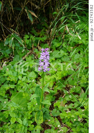 夏の八幡平はお花畑　ハクサンチドリ 92743582