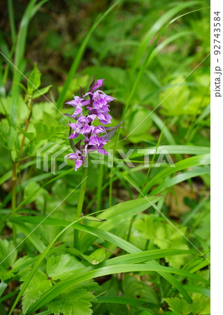 夏の八幡平はお花畑 ハクサンチドリ 夏の八幡平はお花畑 ハクサンチドリ 92743584