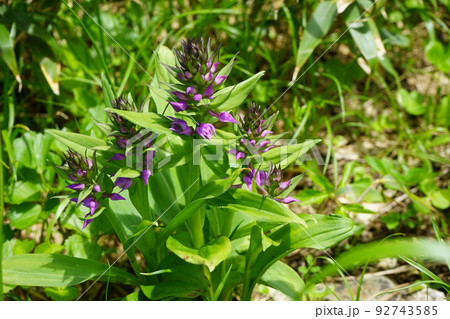 夏の八幡平はお花畑　ハクサンチドリ 92743585