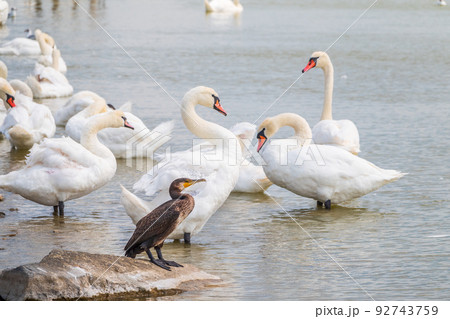 Great cormorant stands among white swans on the lake shore Great cormorant stands among white swans on the lake shore 92743759