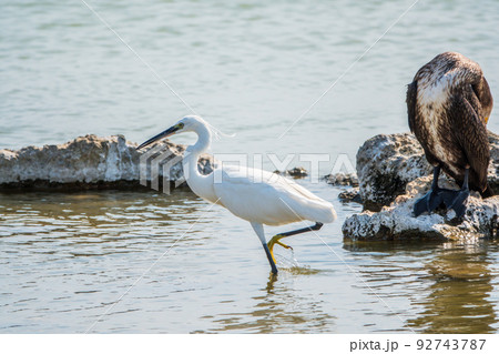 Small white heron, or Little egret, Egretta garzetta, and Great cormorant, Phalacrocorax carbo, sitting on a cliff and looking for fish in shallow water Small white heron, or Little egret, Egretta garzetta, and Great cormorant, Phalacrocorax carbo, sitting on a cliff and looking for fish in shallow water 92743787