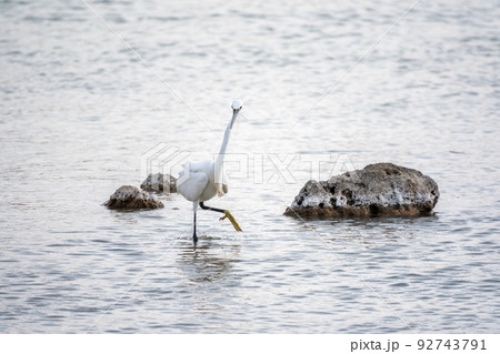 The small white heron or Little egret stands in the lake The small white heron or Little egret stands in the lake 92743791