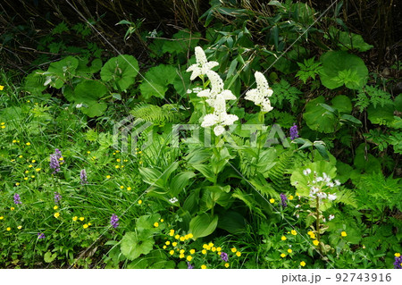 夏の八幡平はお花畑 コバイケイソウ 夏の八幡平はお花畑 コバイケイソウ 92743916
