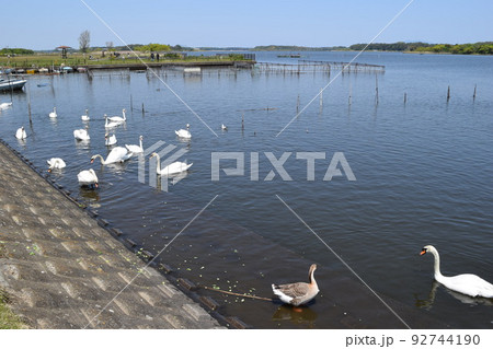 牛久沼 茨城県龍ヶ崎市 牛久沼 茨城県龍ヶ崎市 92744190