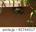 植木鉢に作られた蜂の巣とアシナガバチ2 92744317