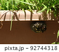 植木鉢に作られた蜂の巣とアシナガバチ3 92744318