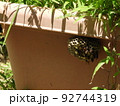 植木鉢に作られた蜂の巣とアシナガバチ4 92744319