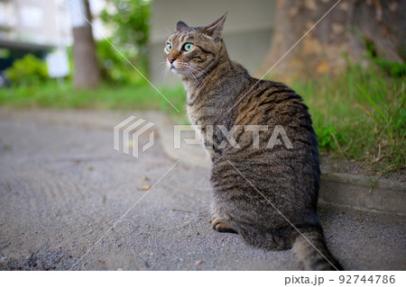 散歩中のキジトラ猫 散歩中のキジトラ猫 92744786