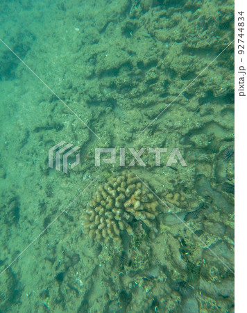 sharks cove snorkeling in oahu hawaii north shore sharks cove snorkeling in oahu hawaii north shore 92744834