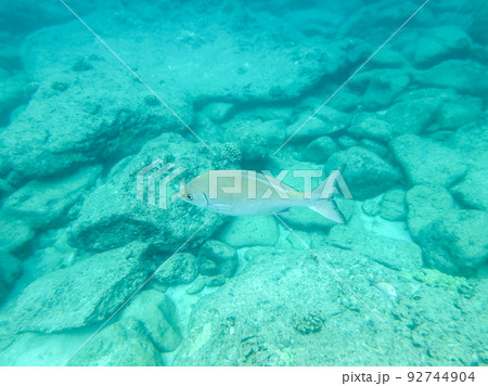 sharks cove snorkeling in oahu hawaii north shore 92744904