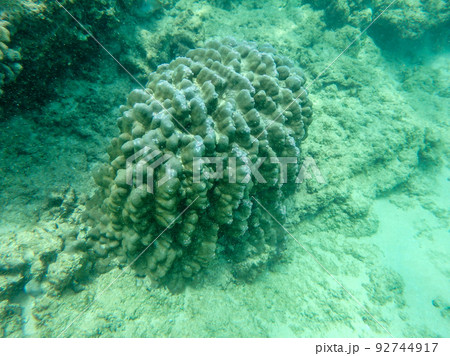 sharks cove snorkeling in oahu hawaii north shore 92744917