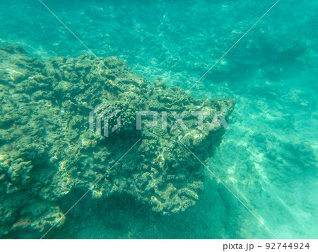 sharks cove snorkeling in oahu hawaii north shore 92744924