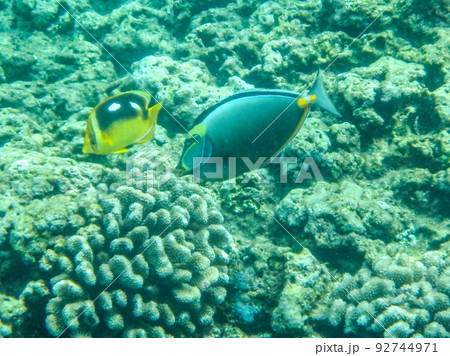 sharks cove snorkeling in oahu hawaii north shore 92744971