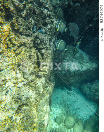 sharks cove snorkeling in oahu hawaii north shore 92744974