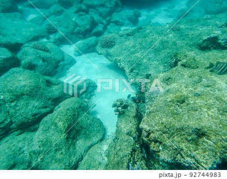 sharks cove snorkeling in oahu hawaii north shore 92744983