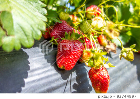 ripe red strawberry ready to pick at a local farm ripe red strawberry ready to pick at a local farm 92744997