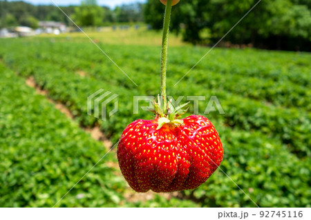 ripe red strawberry ready to pick at a local farm 92745116