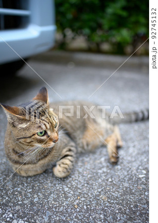 駐車場のキジトラ猫 駐車場のキジトラ猫 92745132