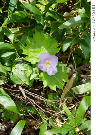 夏の八幡平はお花畑　シラネアオイ 92745381