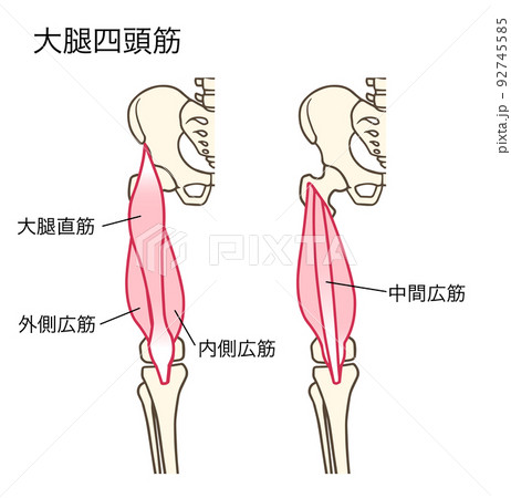 大腿四頭筋 太ももの筋肉 膝を伸ばす筋肉 名称ありのイラスト素材