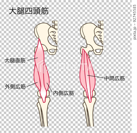 股四頭肌，大腿肌肉，膝蓋伸展肌肉，命名 92745585