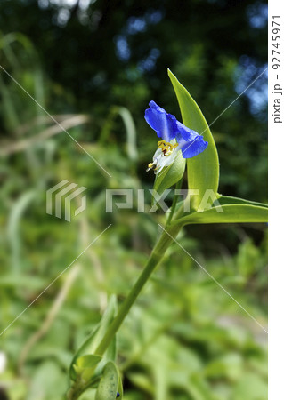 草はらで咲く青紫色のツユクサの花 草はらで咲く青紫色のツユクサの花 92745971
