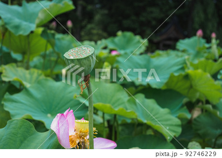 果托に乗る水滴と花びら【夏】 92746229