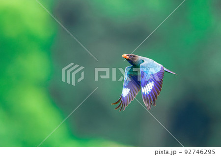 飛翔する森の宝石ブッポウソウ 飛翔する森の宝石ブッポウソウ 92746295