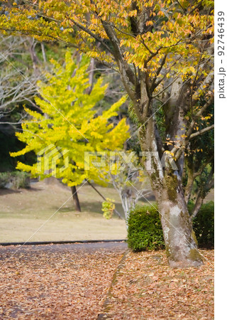 公園の銀杏 92746439